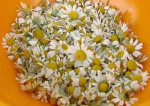 Flores de manzanilla como infusión para lavados intestinales